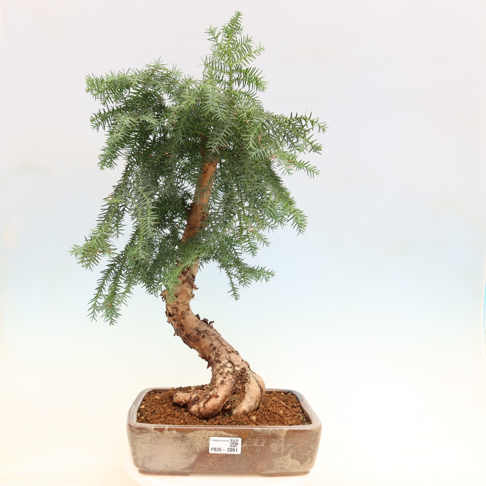 Bonsaï de chambre - Araucaria - épicéa de chambre