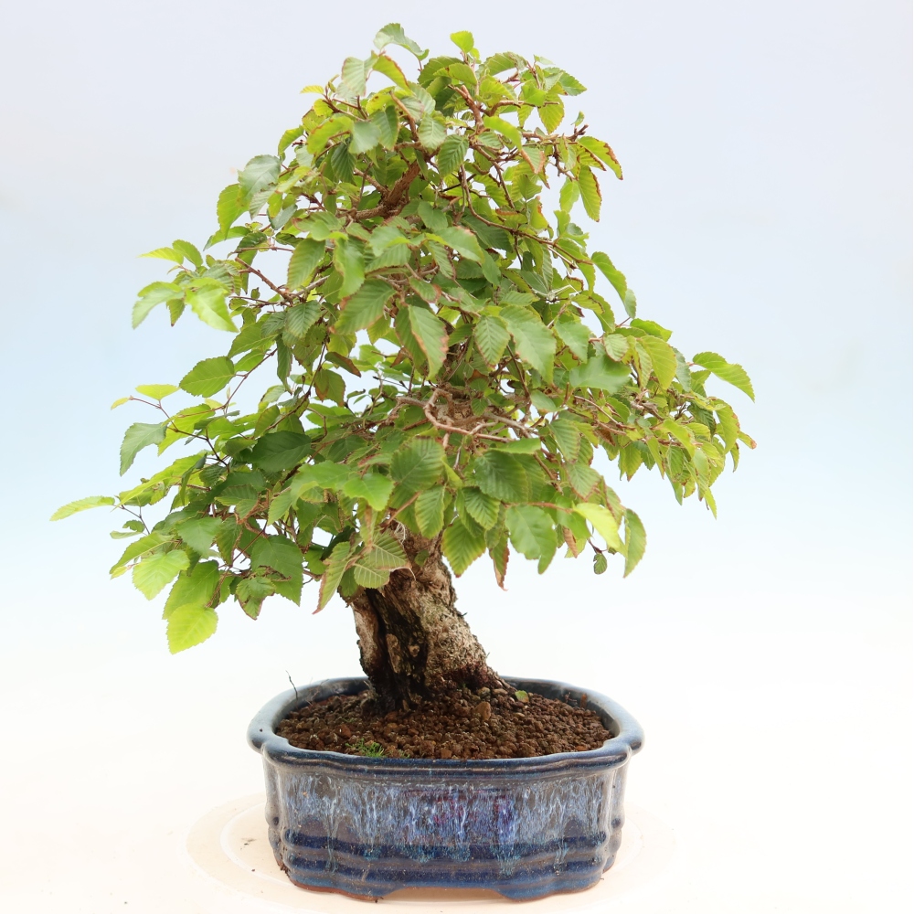 Bonsaï d'extérieur -Carpinus Coreana - Charme de Corée