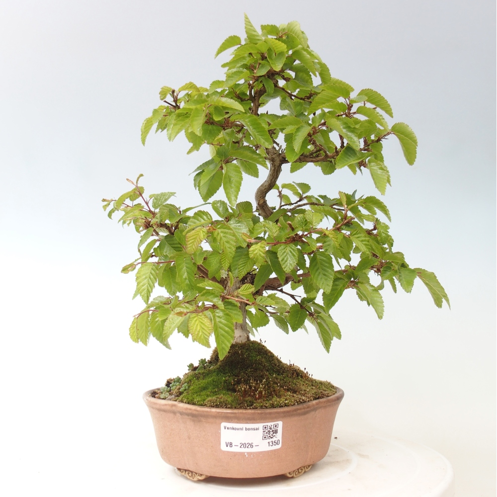 Bonsaï d'extérieur -Carpinus CARPINOIDES - Charme de Corée