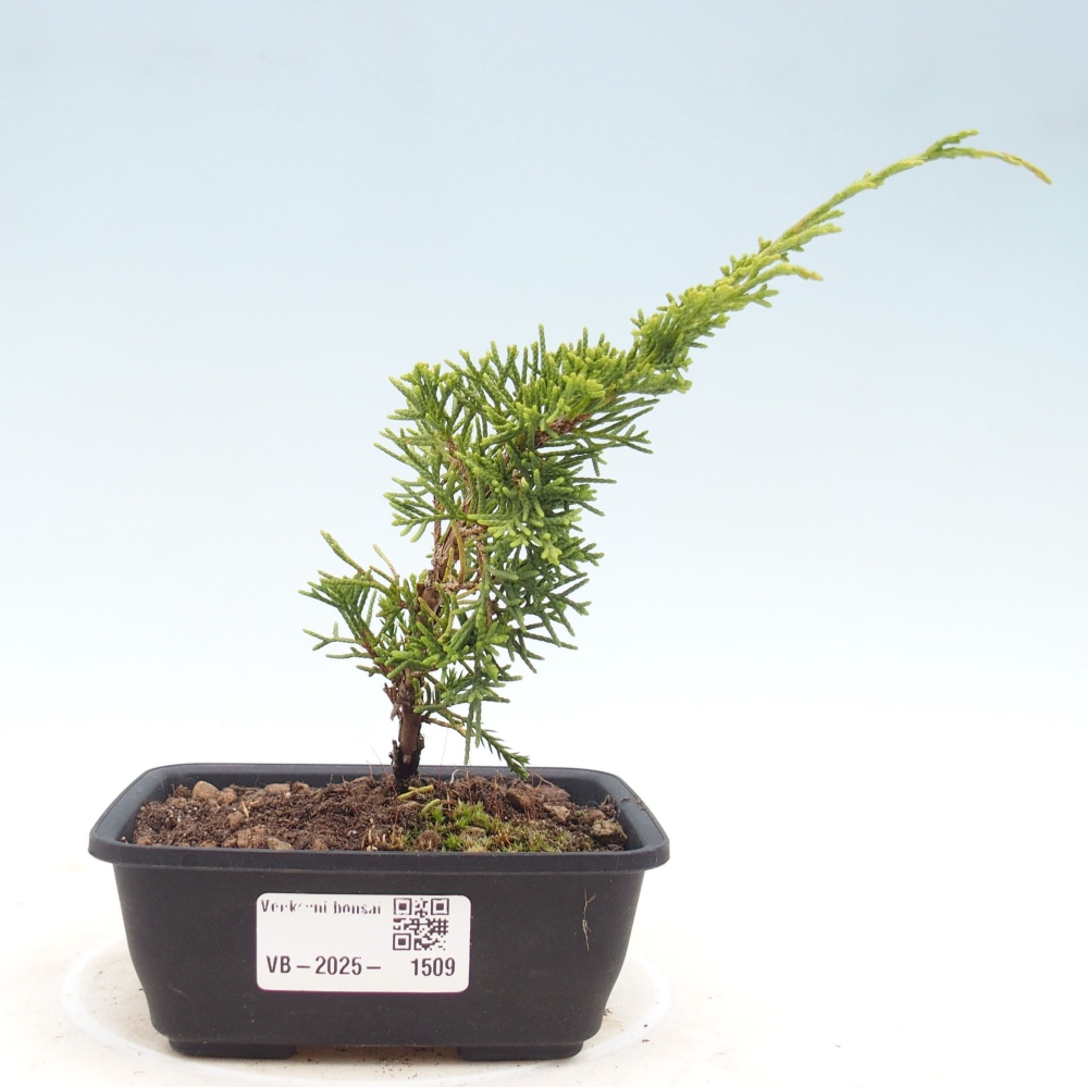 Bonsaï d'extérieur - Juniperus chinensis Itoigawa