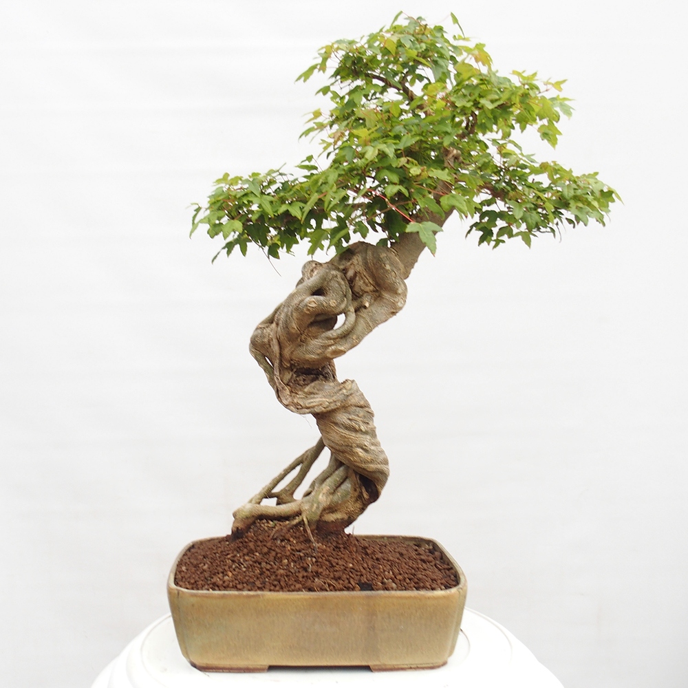 Bonsaï d'extérieur - Acer Buergerianum - Burger Maple