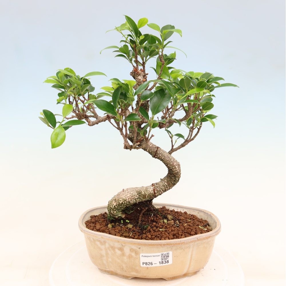 Salle bonsaï - Ficus retusa - ficus à petites feuilles