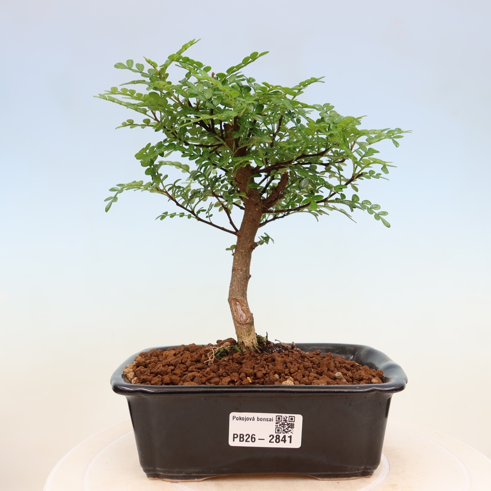 Salle bonsaï - Zantoxylum piperitum - arbre à poivre