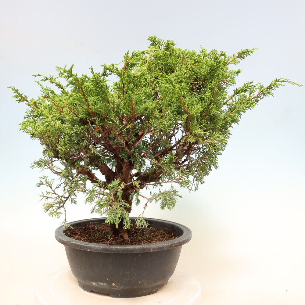 Bonsaï d'extérieur - Juniperus chinensis Itoigawa-Juniperus chinensis