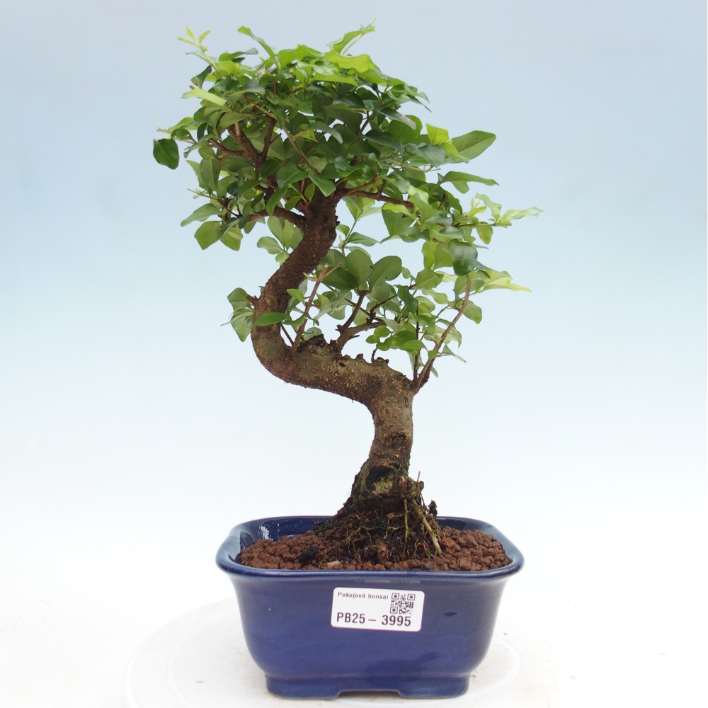 Bonsaï de chambre -Ligustrum chinensis - Bec d'oiseau