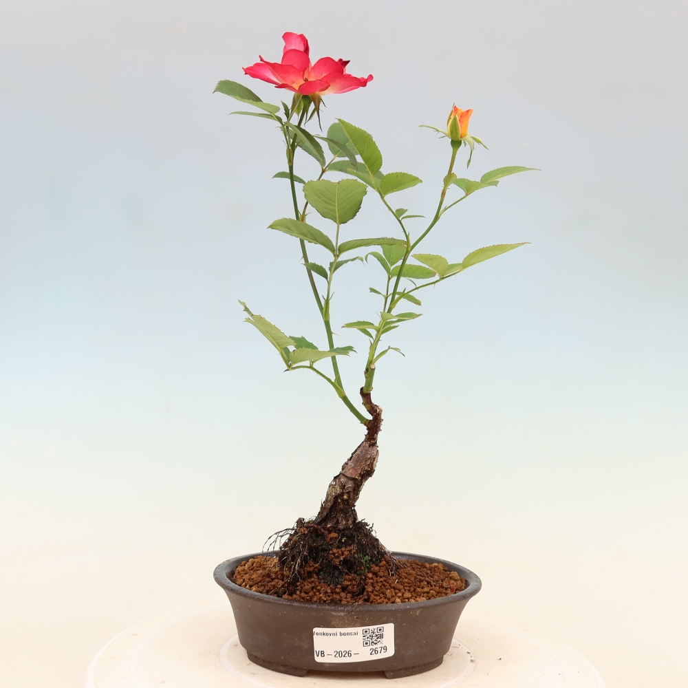 Bonsaï d'extérieur - Rosa Kordes - rose