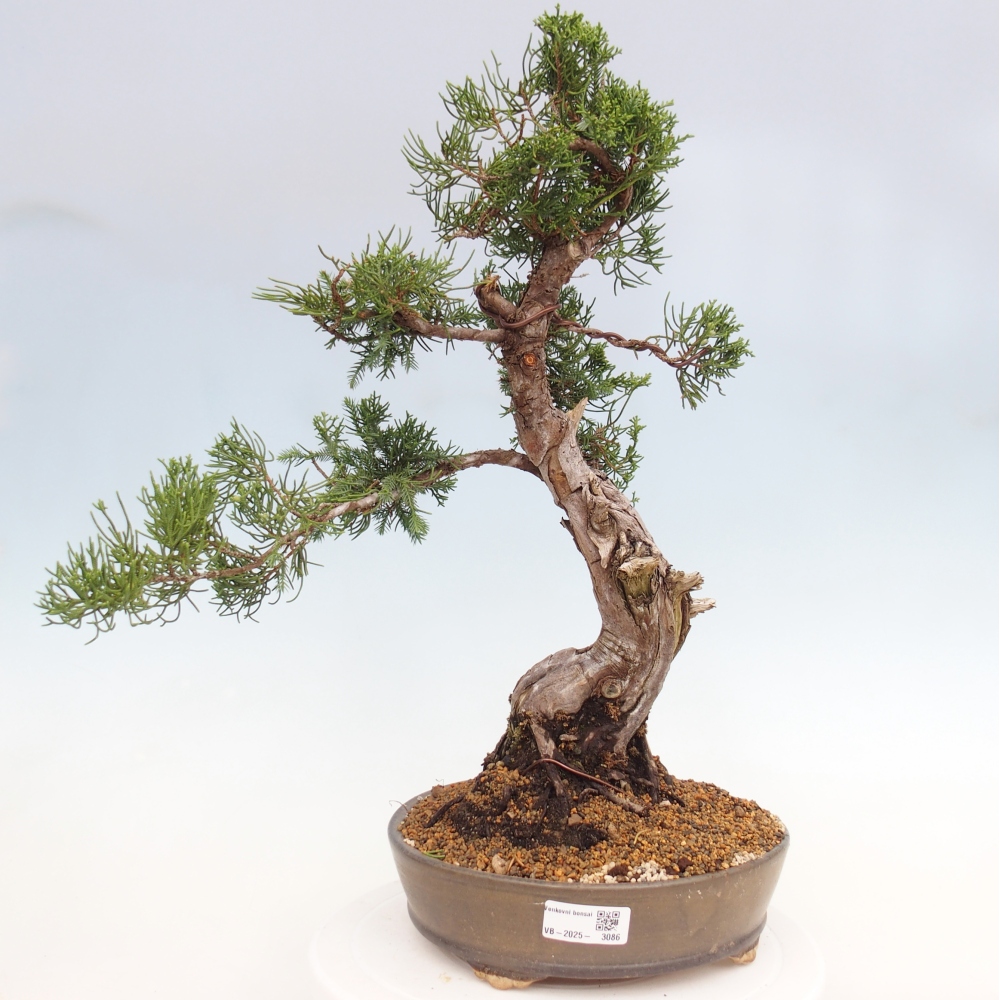 Bonsaï d'extérieur - Juniperus chinensis Itoigawa