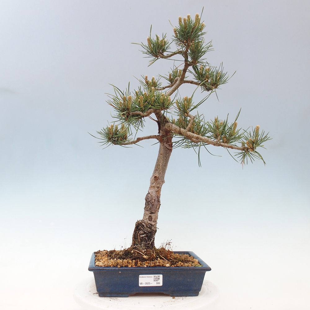 Bonsaï d'extérieur - Pinus Sylvestris Watererri - Pin sylvestre