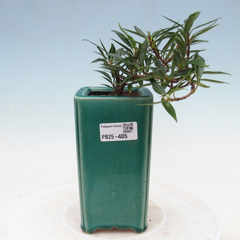 Salle bonsaï - Ficus nerifolia - ficus à petites feuilles