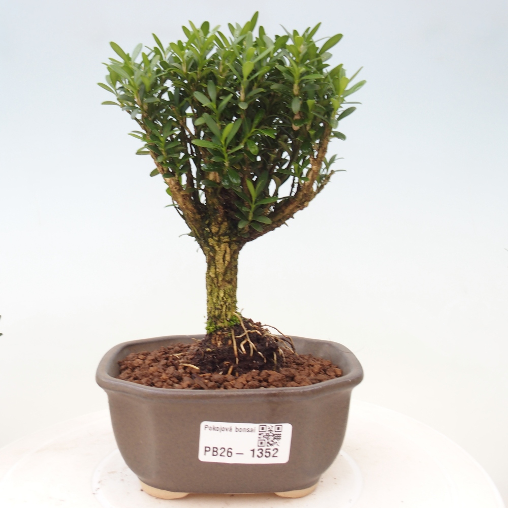 Bonsaï de chambre - Buxus harlandii - buxus liège