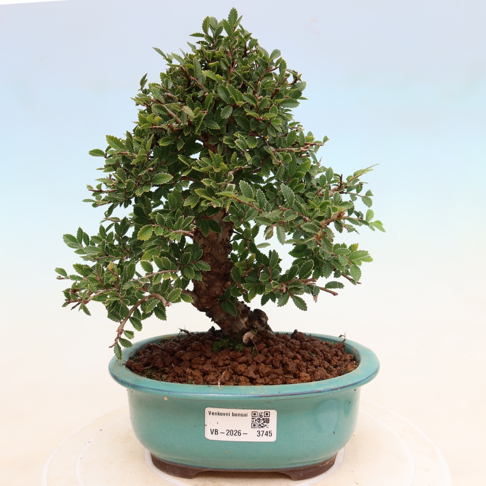 Bonsaï d'extérieur - Zelkova - Zelkova NIRE