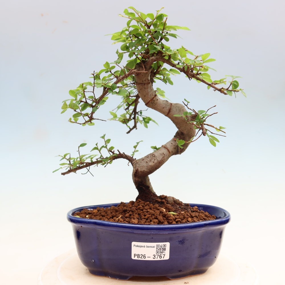 Bonsaï de chambre - Ulmus parvifolia - Orme à petites feuilles