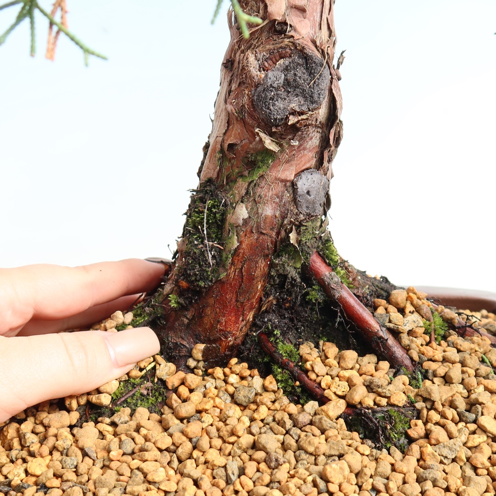Bonsaï d'extérieur - Juniperus chinensis Kishu