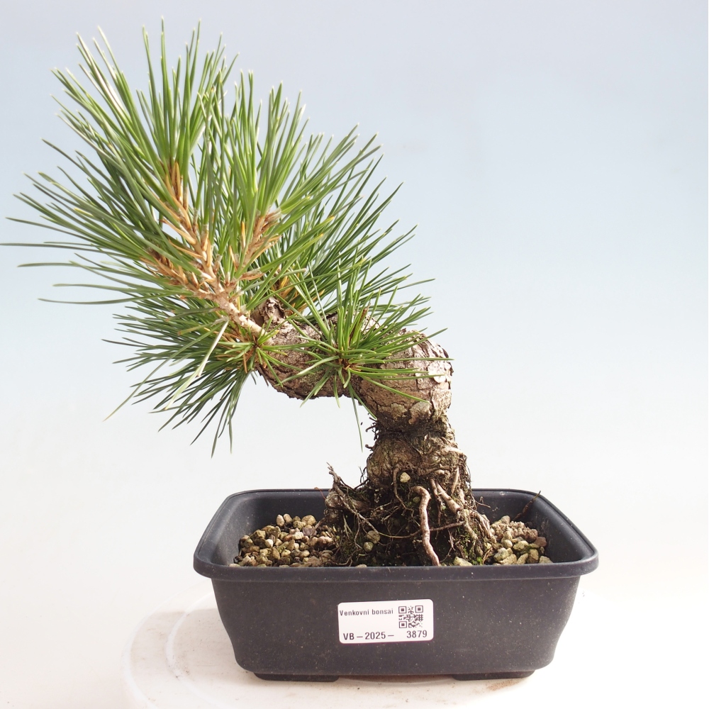 Bonsaï d'extérieur - Pinus thunbergii - Pin de Thunberg