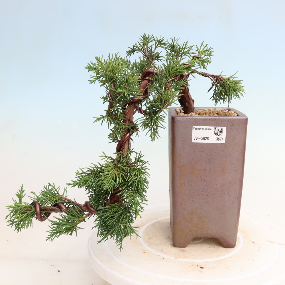 Bonsaï d'extérieur - Juniperus chinensis Kishu