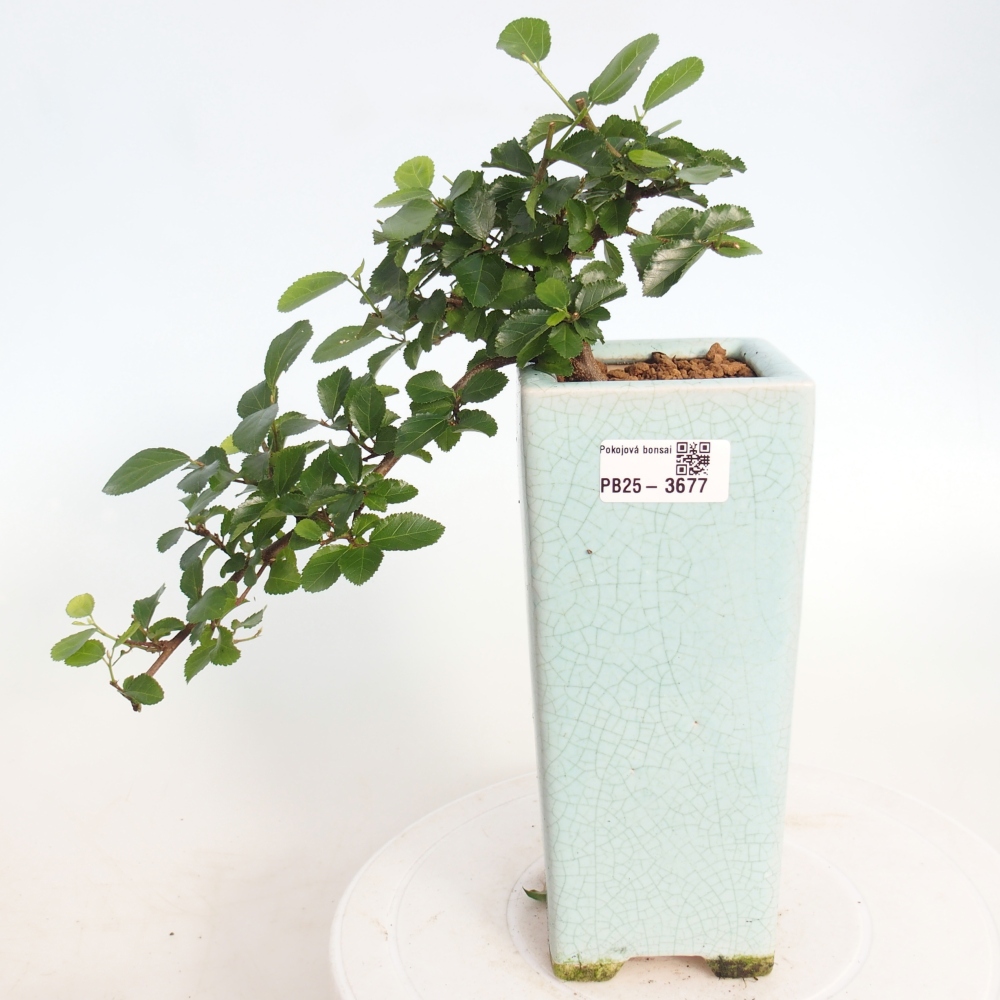 Bonsaï d'intérieur - Grewia occidentalis - Etoile de mer lavande