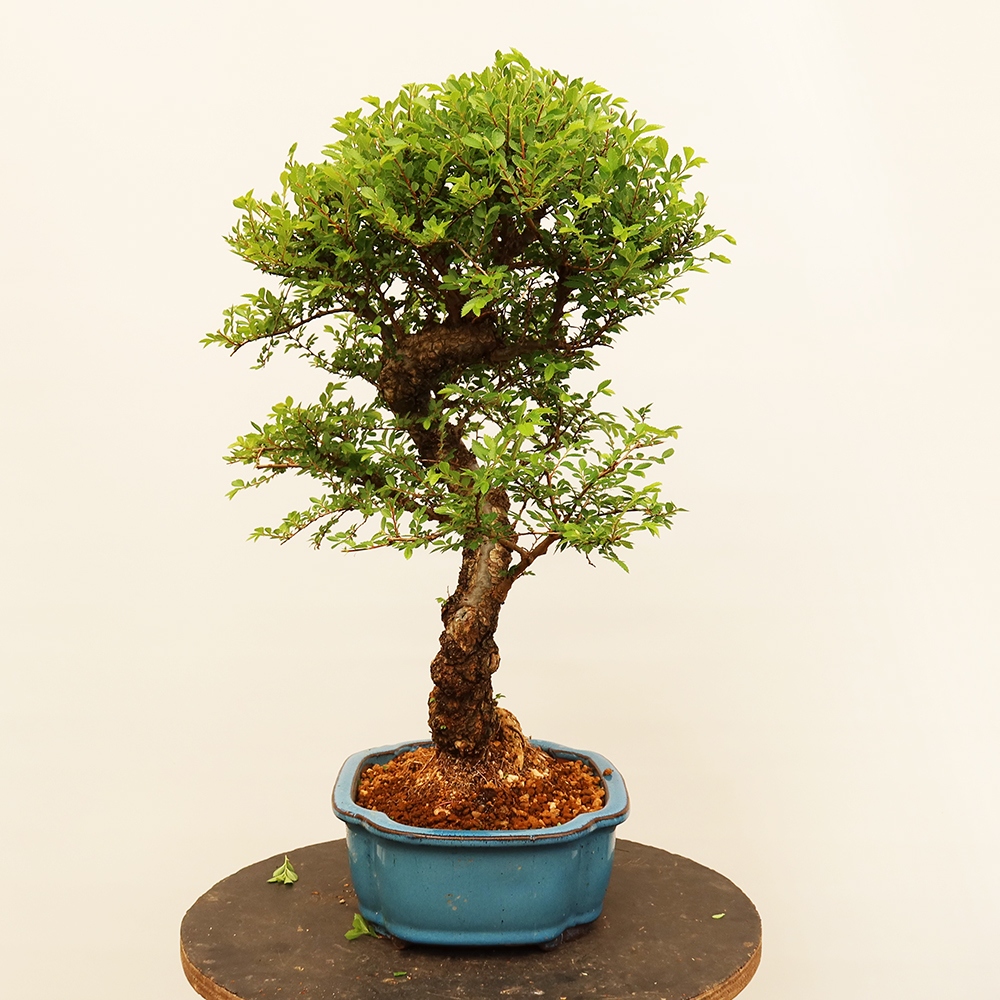 Bonsaï d'extérieur - Zelkova - Zelkova NIRE