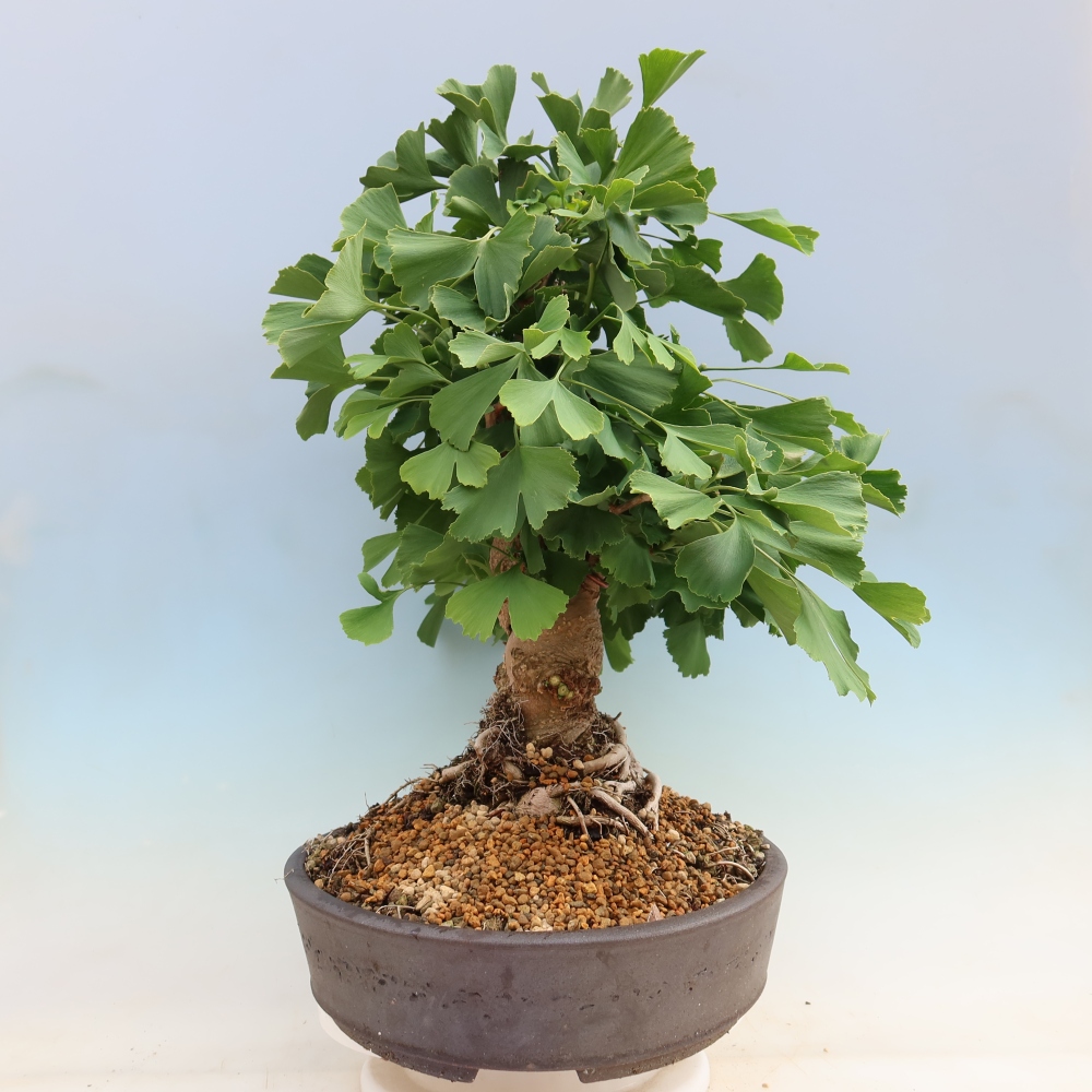 Bonsaïs d'extérieur - Ginkgo biloba - Ginkgo biloba