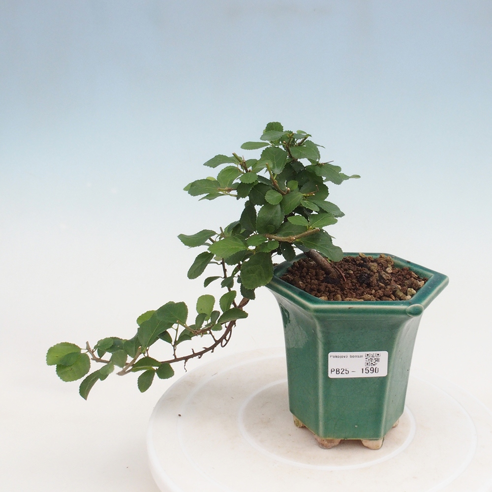 Bonsaï d'intérieur - Grewia occidentalis - Etoile de mer lavande