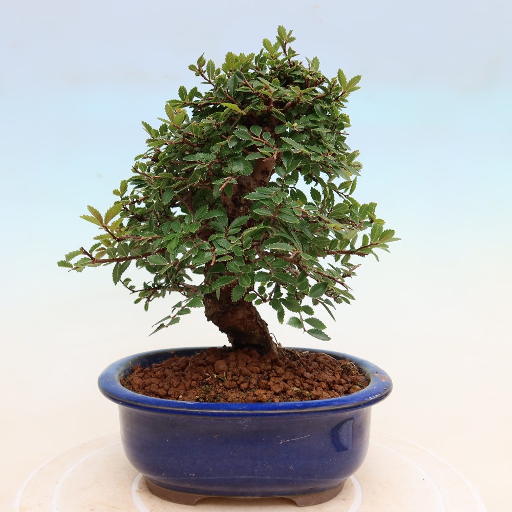 Bonsaï d'extérieur - Zelkova - Zelkova NIRE