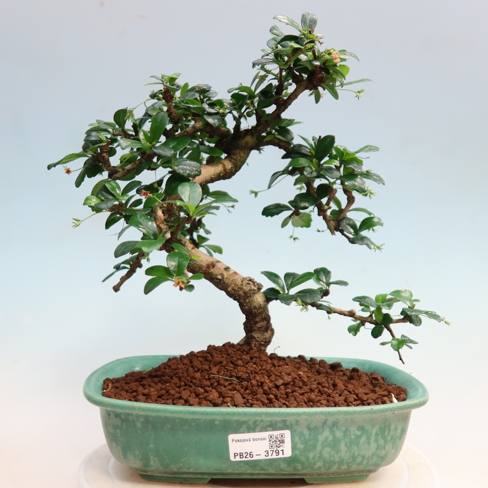 Bonsaï de chambre - Carmona macrophylla - Tea fuki