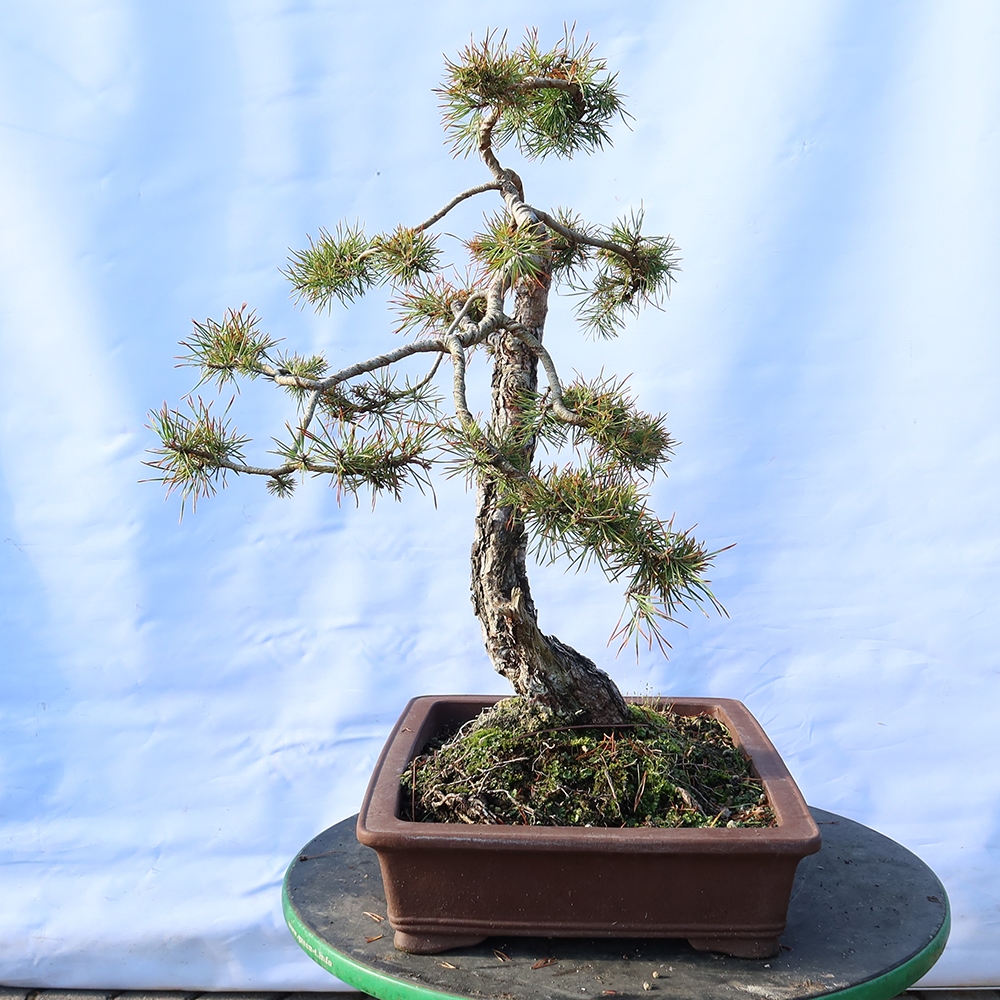 Pinus sylvestris Espagne - pin sylvestre