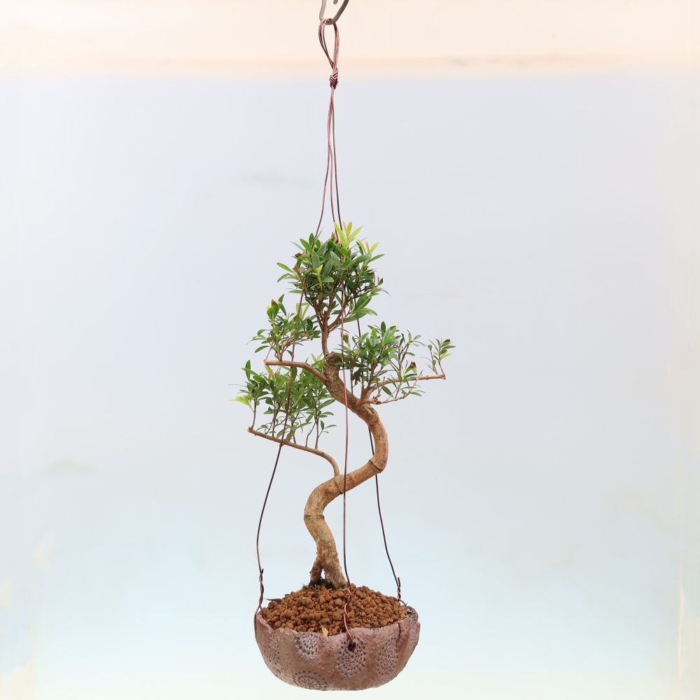 Kokedama en céramique -Syzygium - arbre à piment