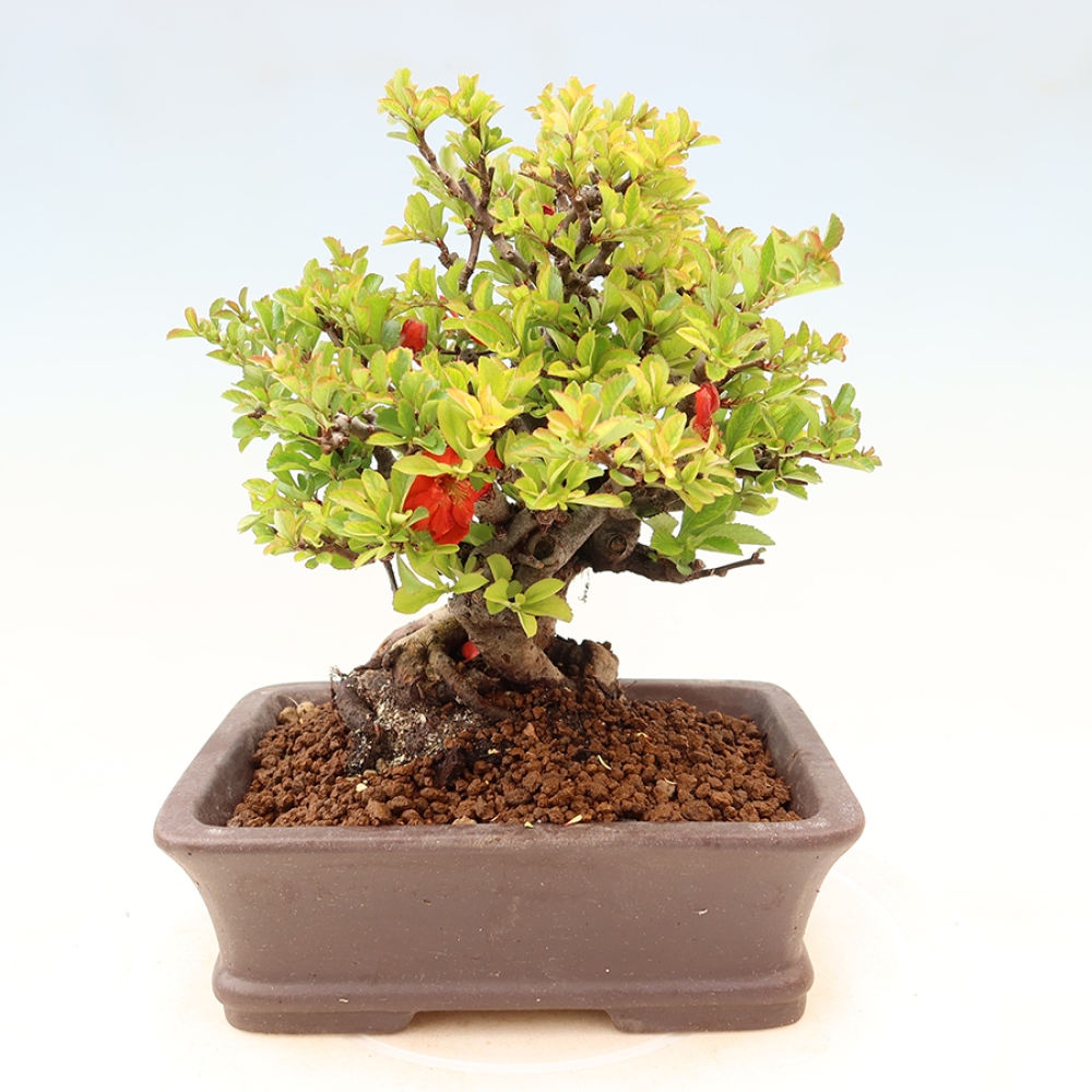 Bonsaï d'extérieur - Chaneomeles speciosa Chojubai