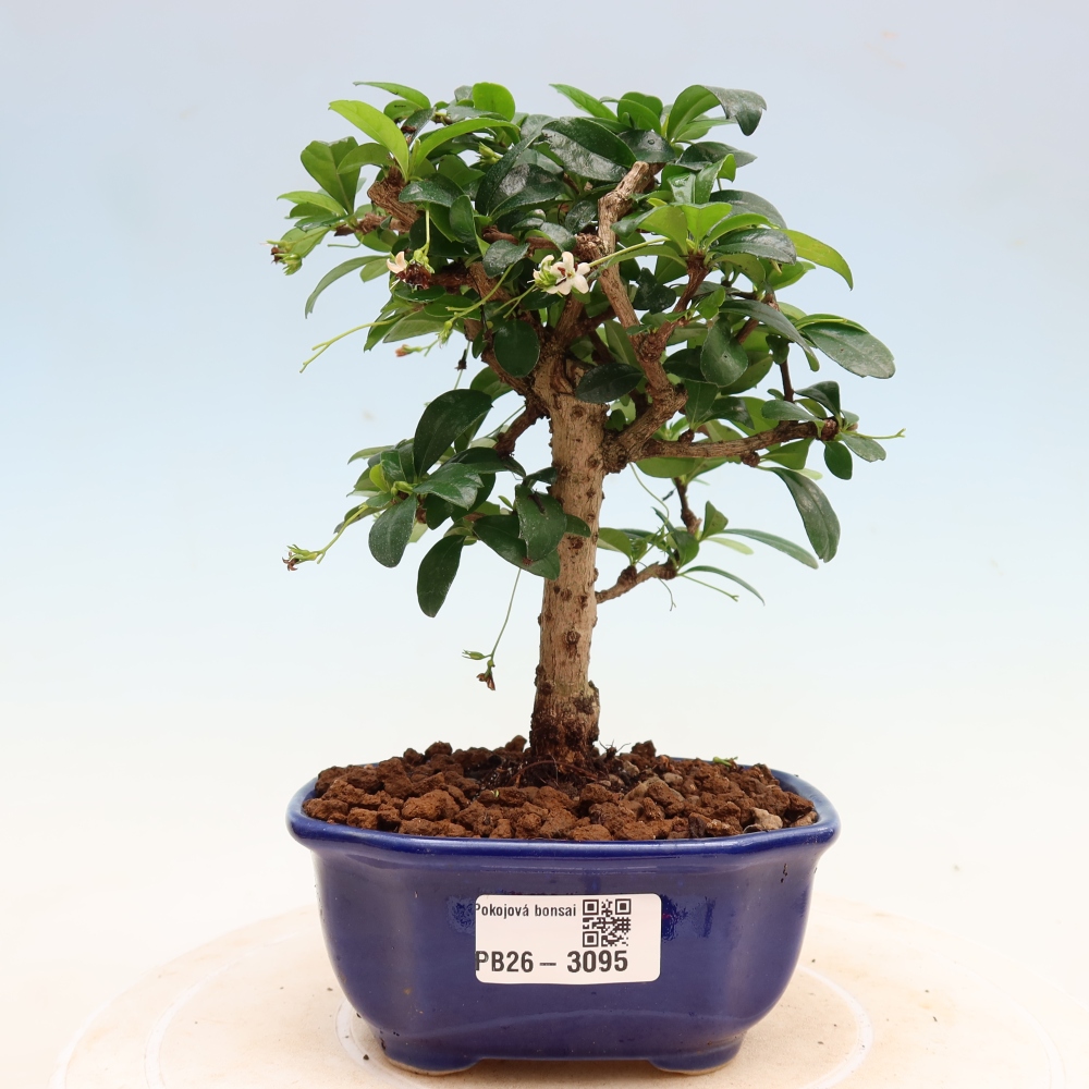 Bonsaï de chambre - Carmona macrophylla - Tea fuki