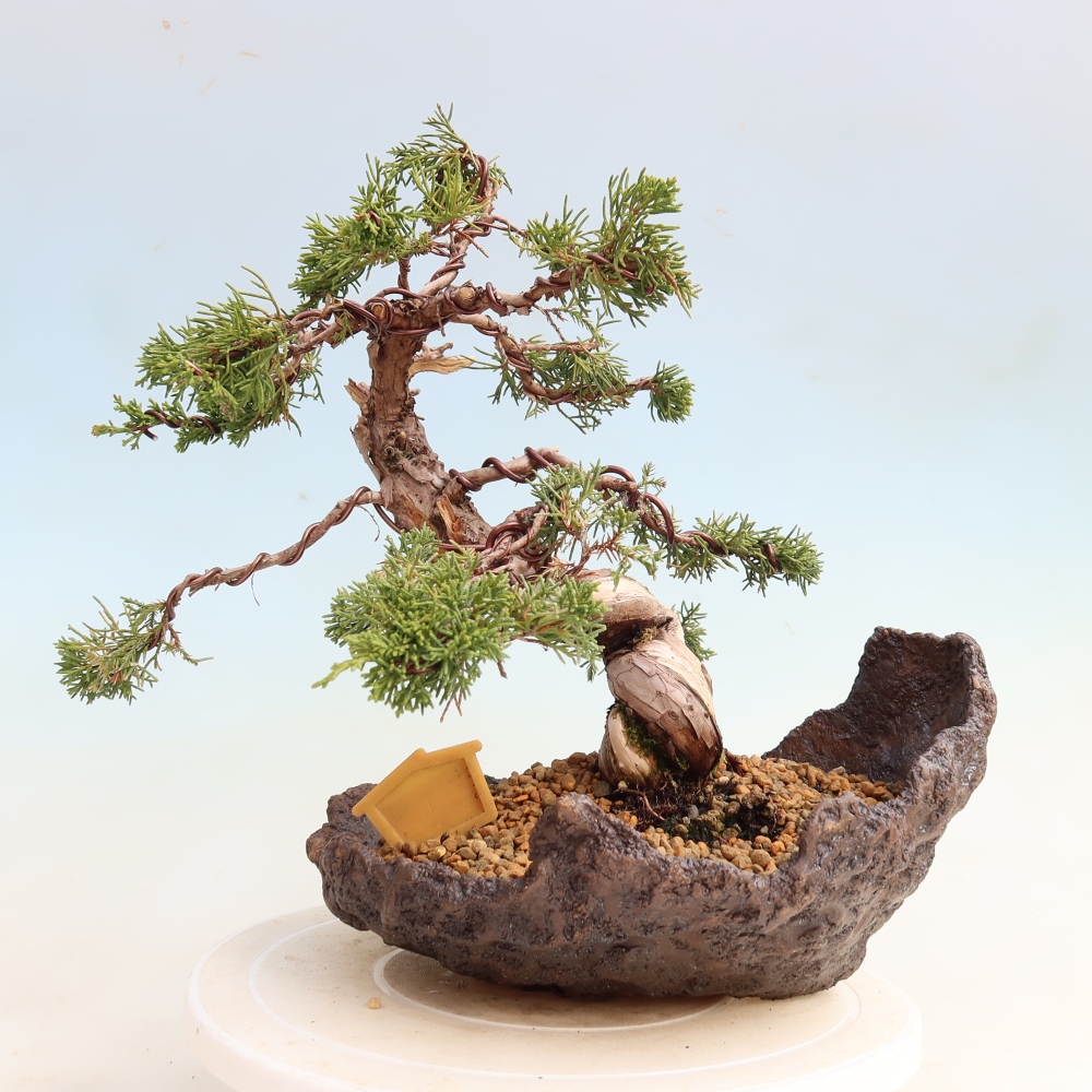 Bonsaï d'extérieur - Juniperus chinensis Itoigawa-Juniperus chinensis