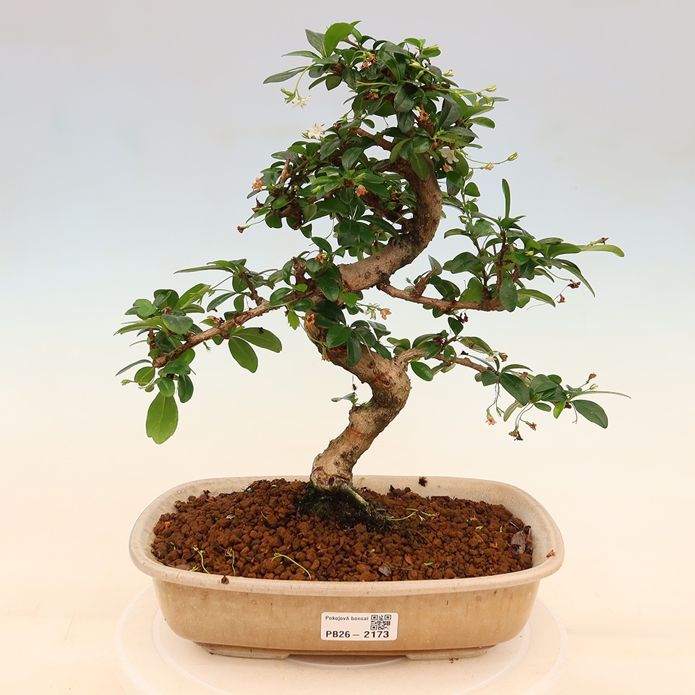 Bonsaï de chambre - Carmona macrophylla - Tea fuki