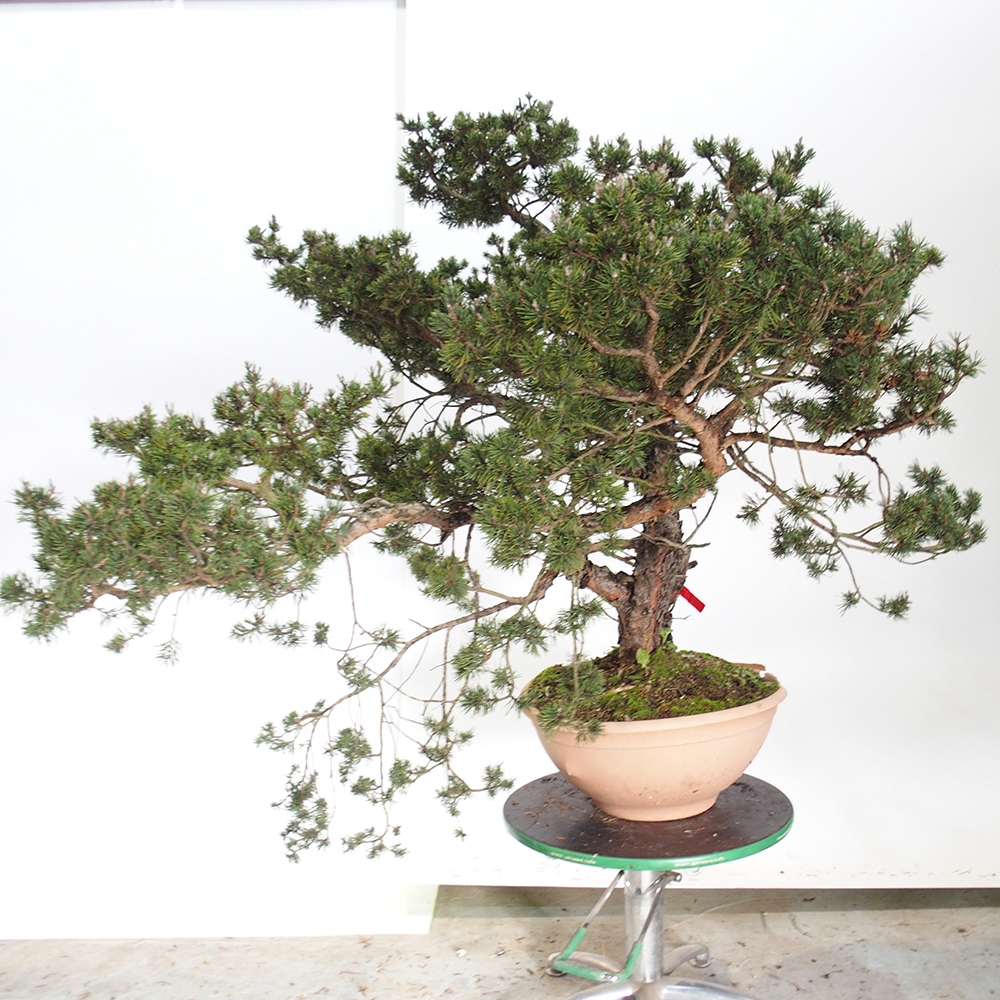 Yamadori - Pinus sylvestris Espagne