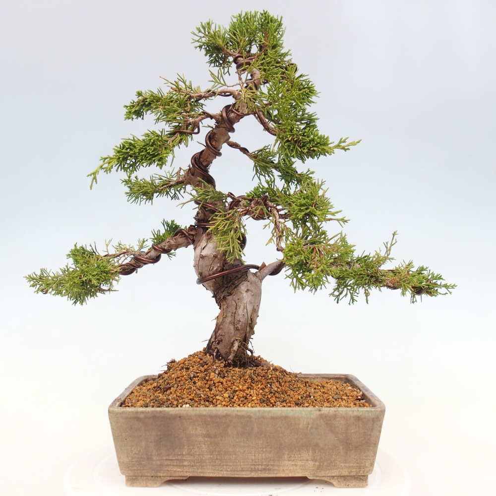 Bonsaï d'extérieur - Juniperus chinensis Itoigawa