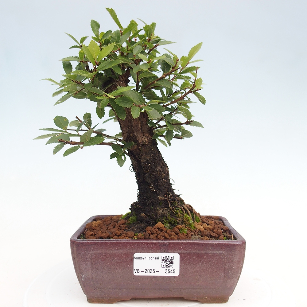 Bonsaï d'extérieur - Zelkova - Zelkova NIRE