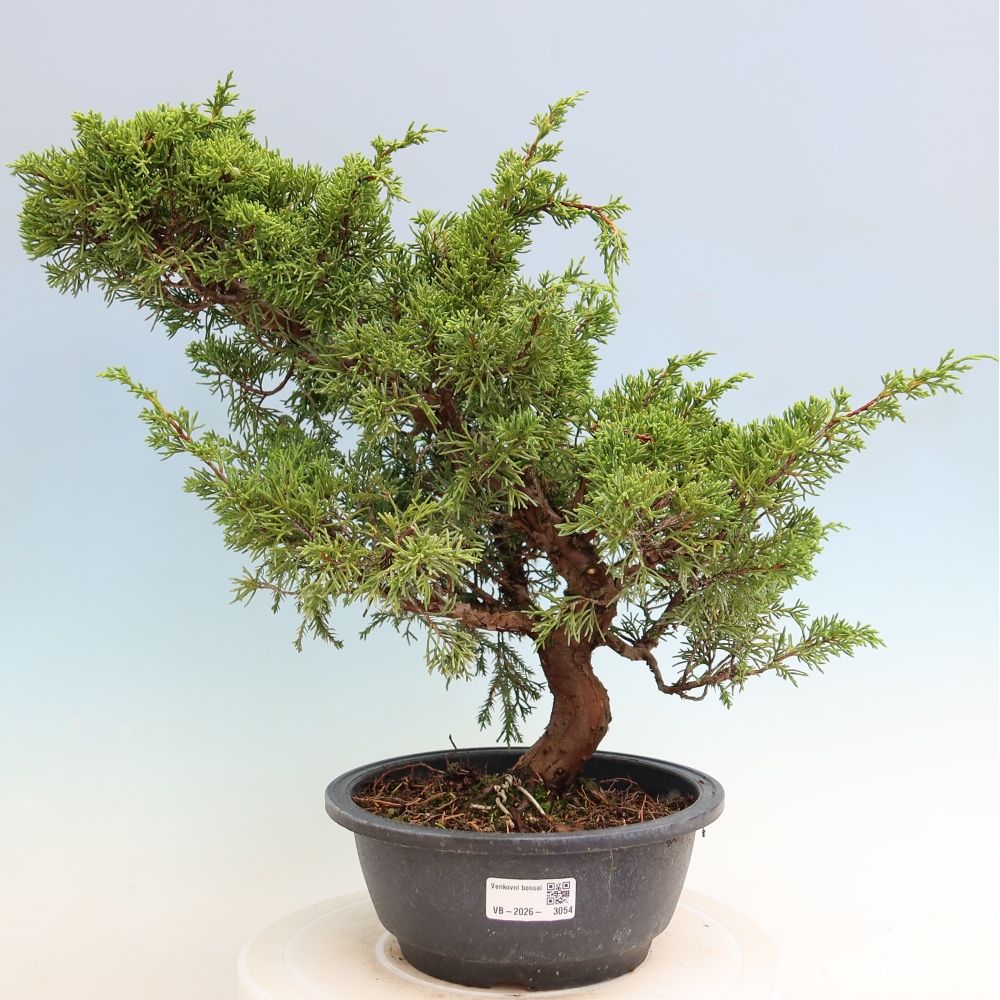 Bonsaï d'extérieur - Juniperus chinensis Itoigawa-Juniperus chinensis