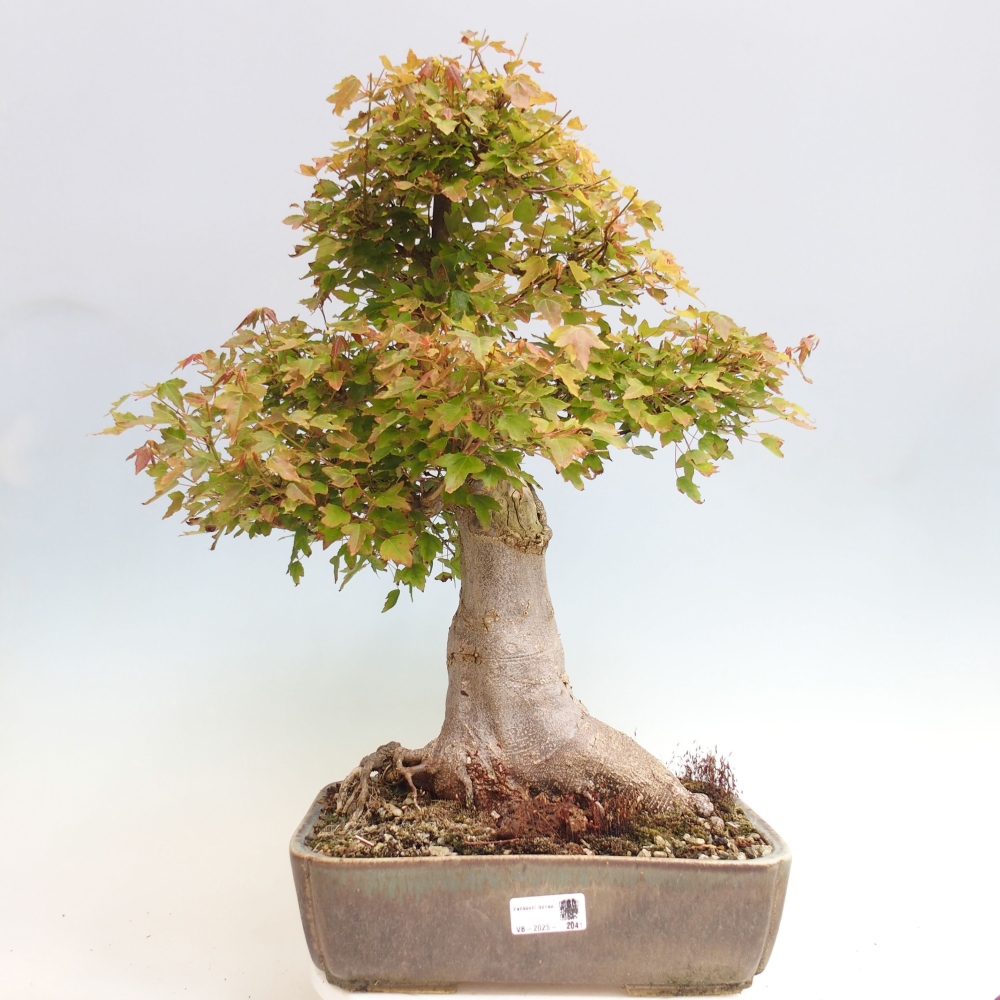 Bonsaï d'extérieur - Acer Buergerianum - Burger Maple