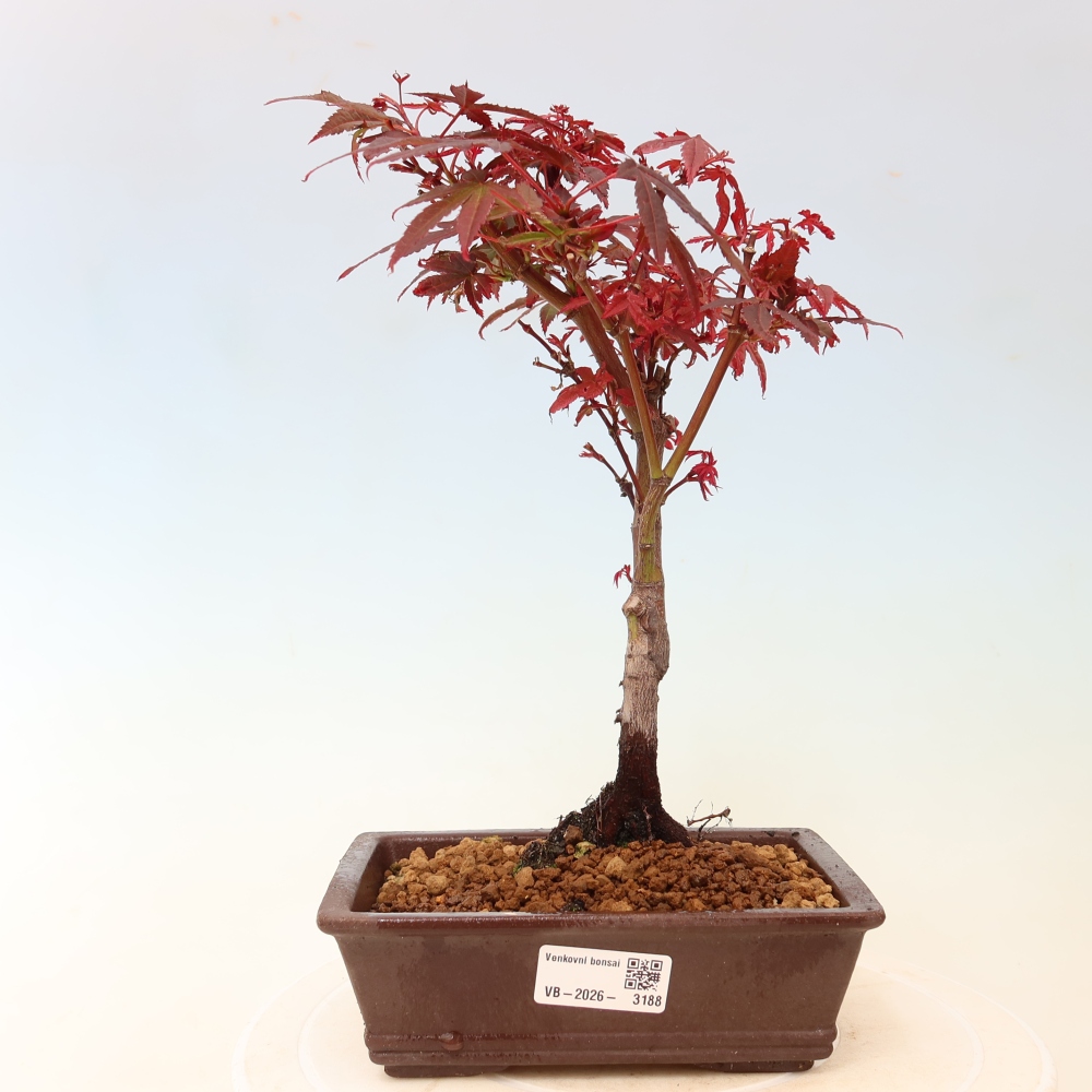 Bonsaï d'extérieur - Érable palmatum  - Acer palmatum Berry Broom 
