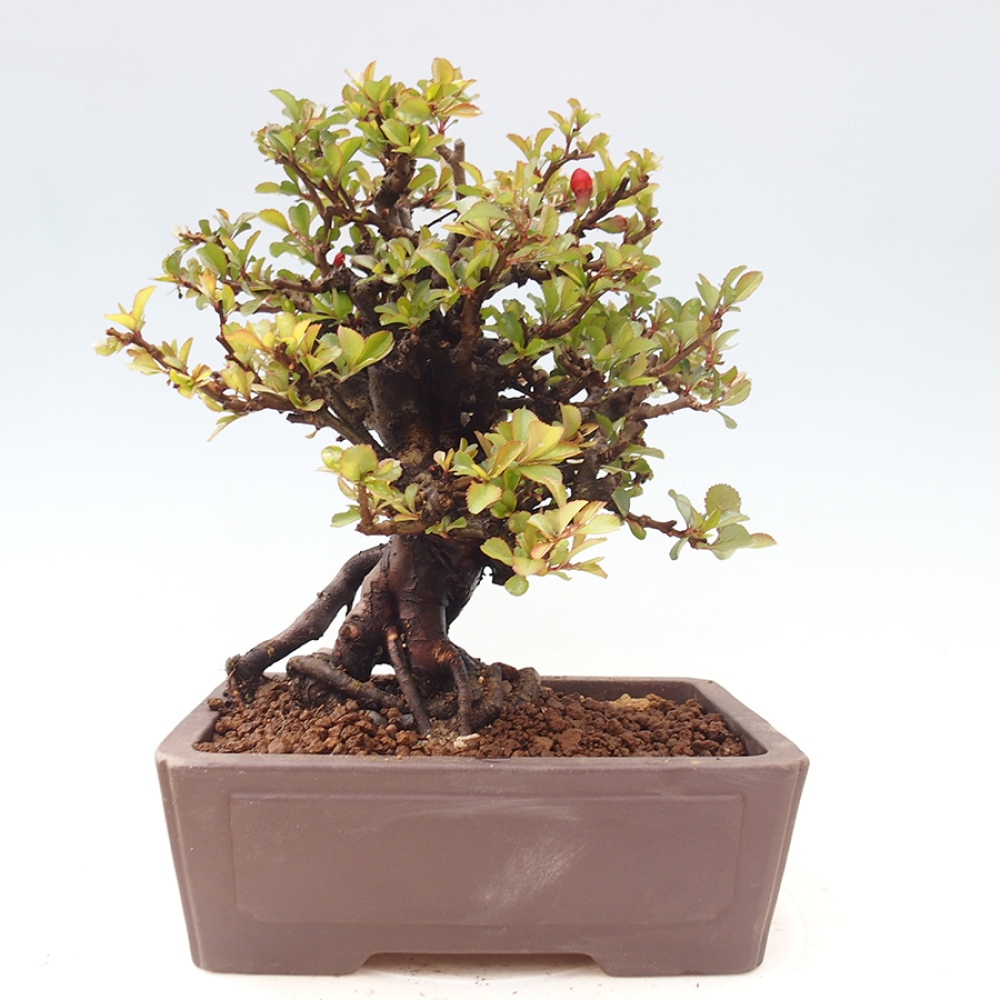 Bonsaï d'extérieur - Chaneomeles speciosa - Coing