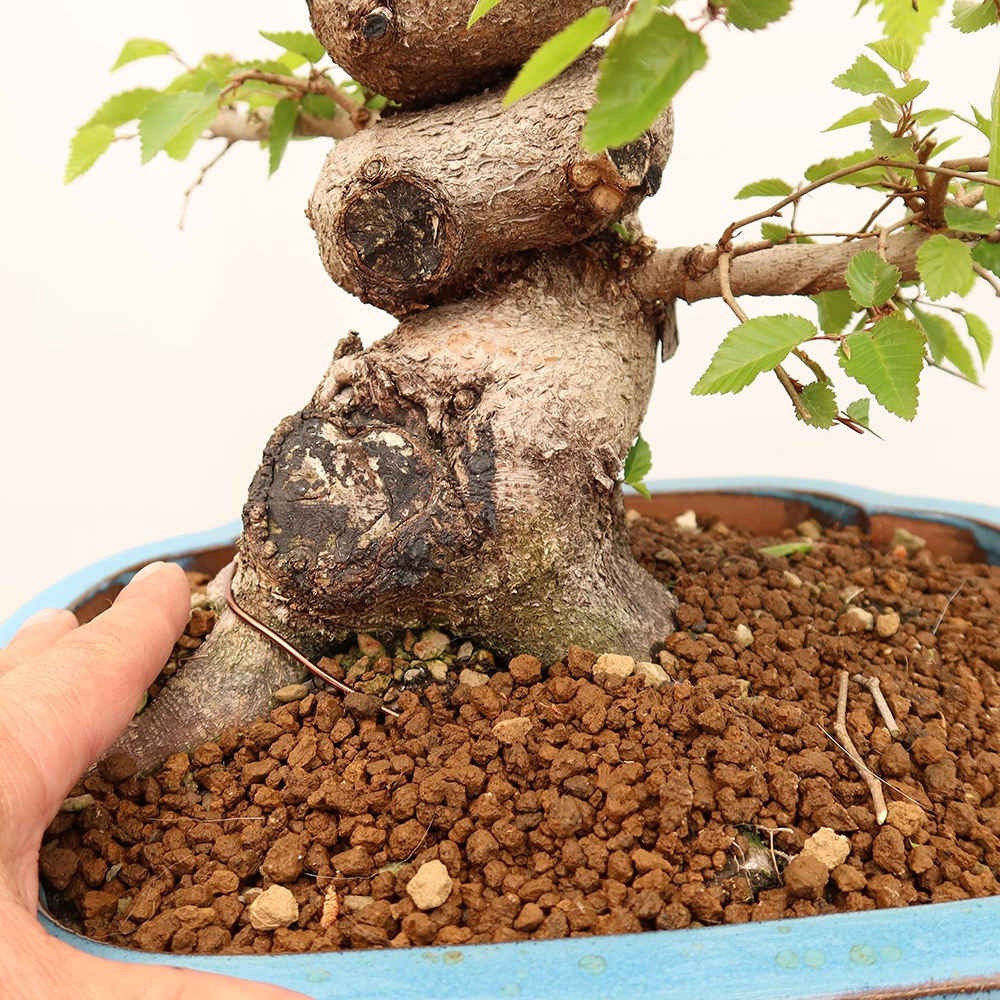 Bonsaï d'extérieur -Carpinus Coreana - Charme de Corée