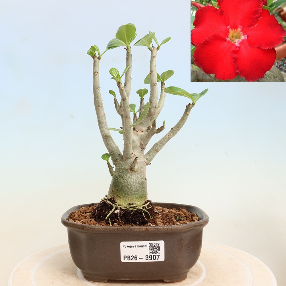 Bonsaï d'intérieur - Adenium obesum Red Star - Rose du désert