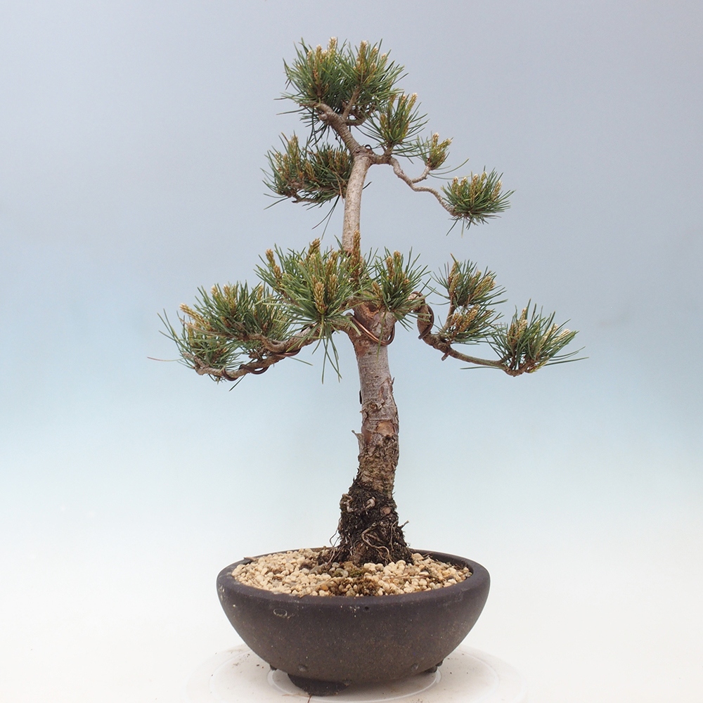 Bonsaï d'extérieur - Pinus Sylvestris Watererri - Pin sylvestre