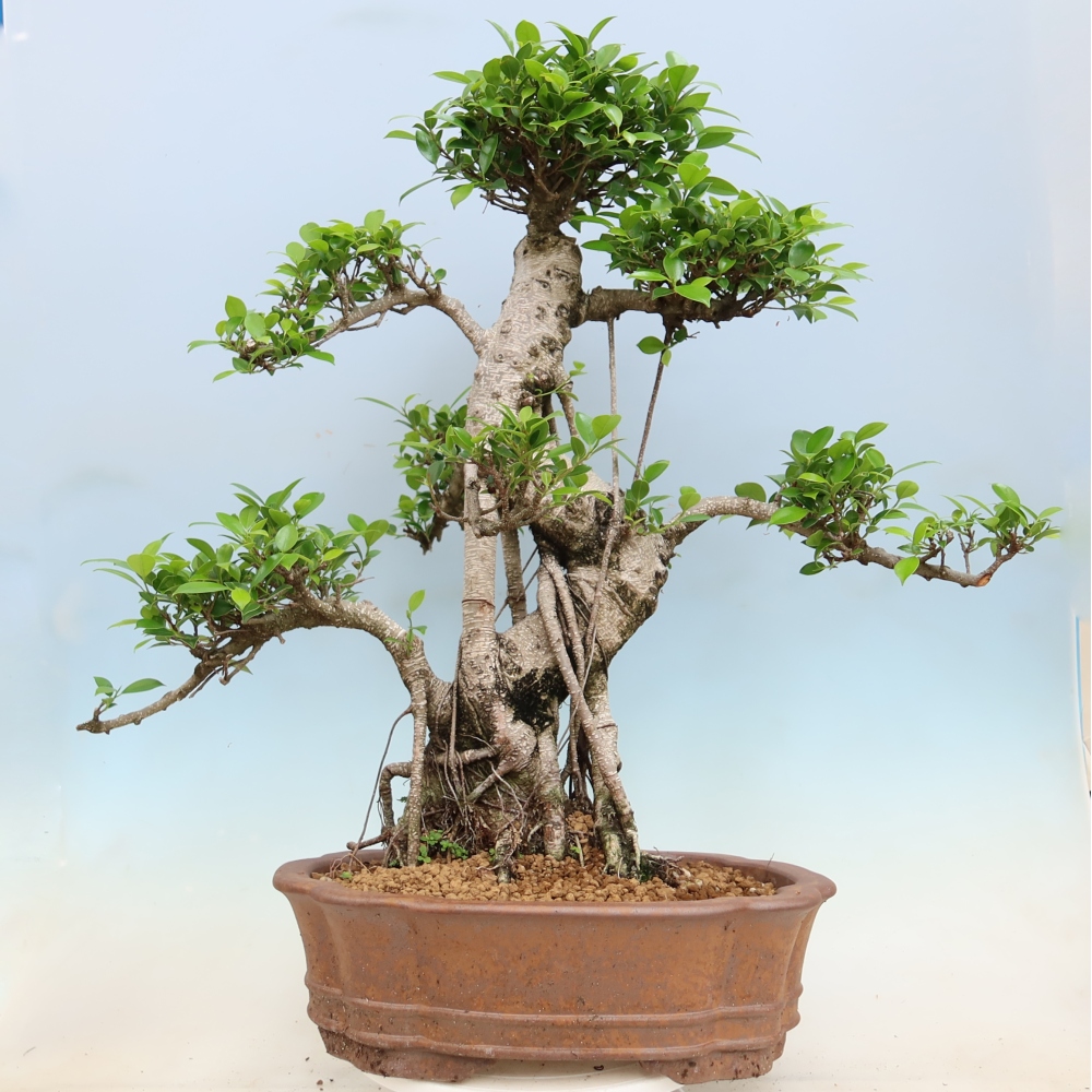 Salle bonsaï - Ficus kimmen - ficus à petites feuilles