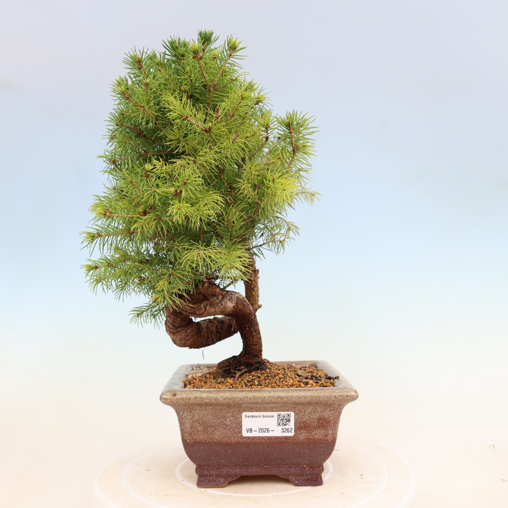 Bonsaï d'extérieur - Épicéa - Picea glauca globe