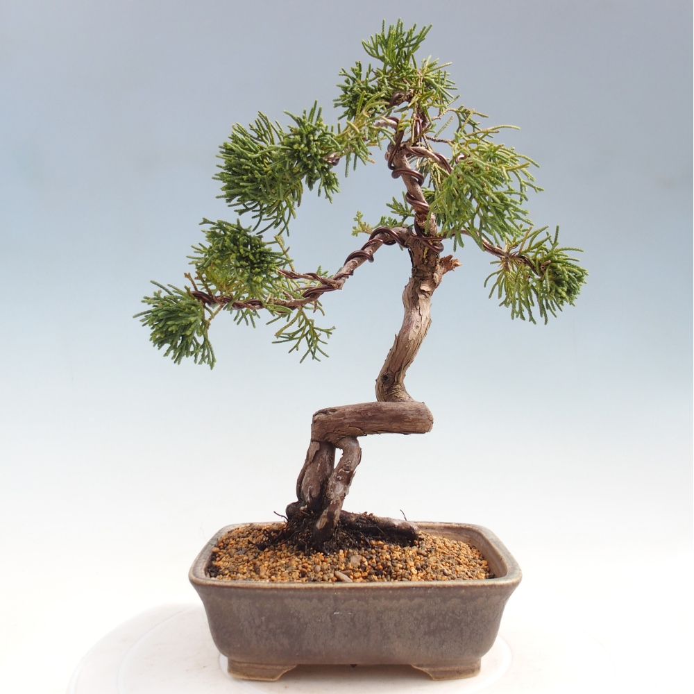 Bonsaï d'extérieur - Juniperus chinensis Kishu