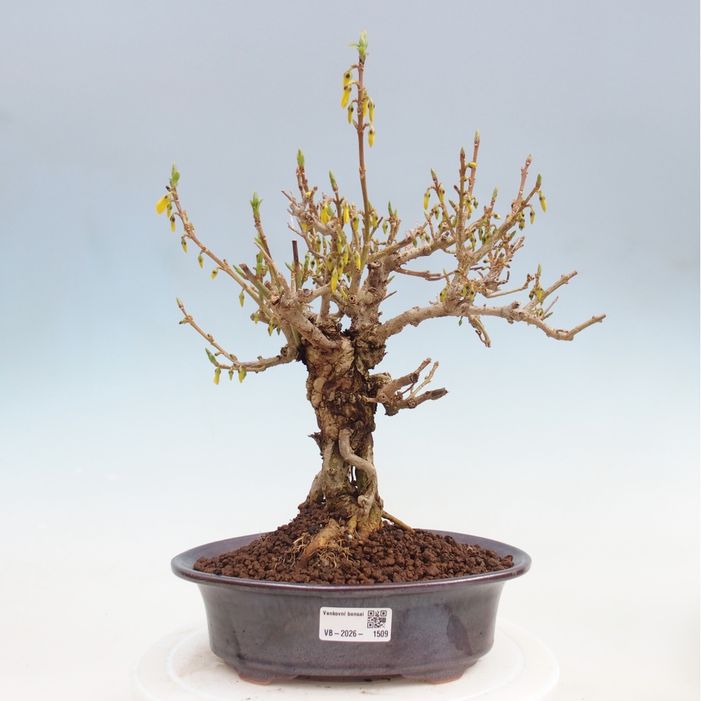 Bonsaï d'extérieur - Zlatice - Forsythia koreana