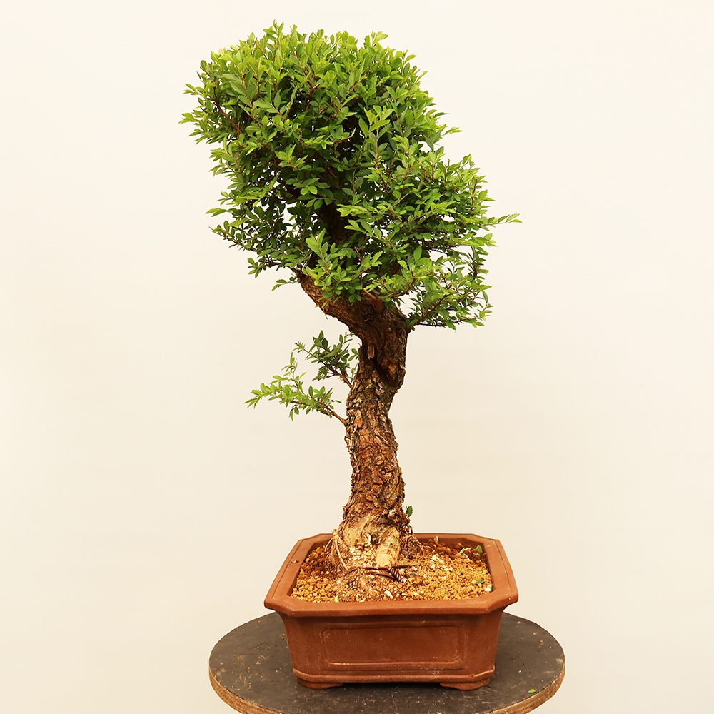 Bonsaï d'extérieur - Zelkova - Zelkova NIRE