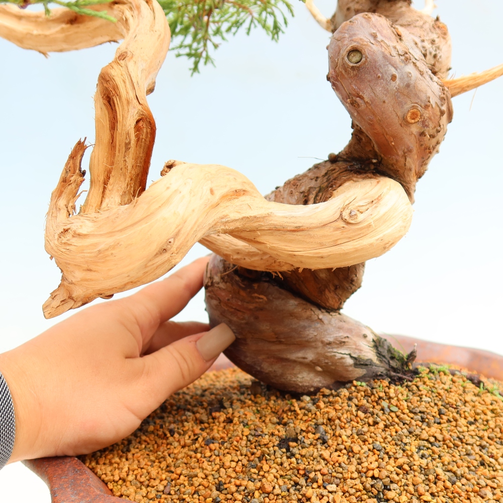 Bonsaï d'extérieur - Juniperus chinensis Itoigawa-Juniperus chinensis