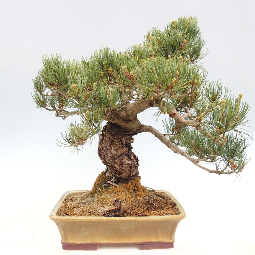 Bonsaï d'extérieur - Pinus parviflora - Pinus parviflora