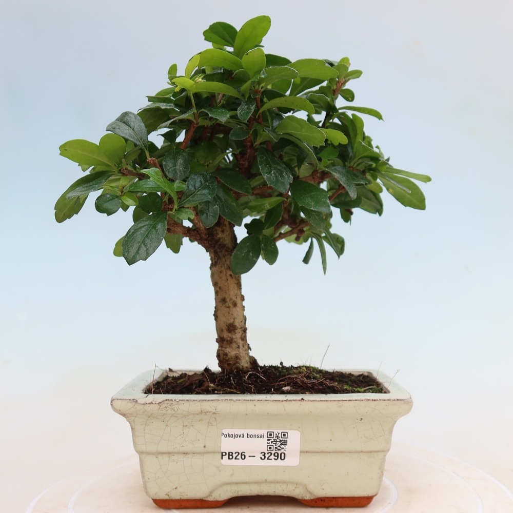 Bonsaï de chambre - Carmona macrophylla - Tea fuki