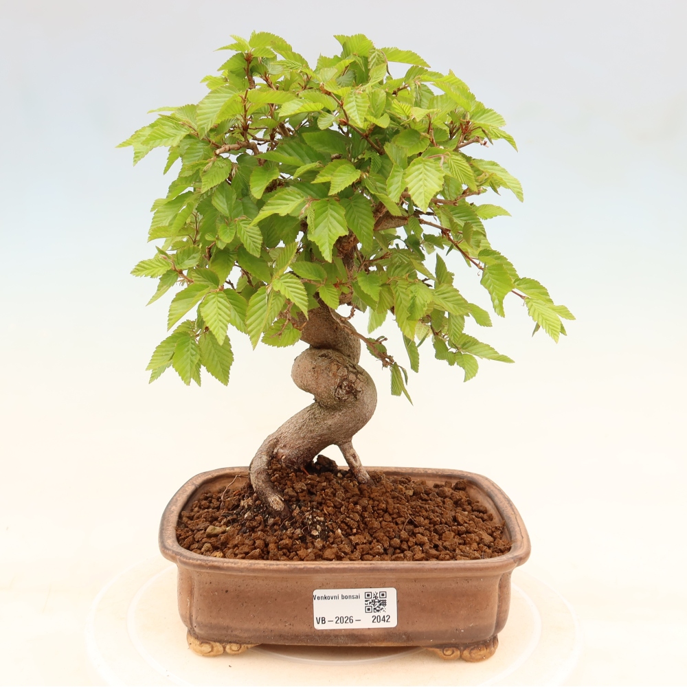 Bonsaï d'extérieur -Carpinus Coreana - Charme de Corée